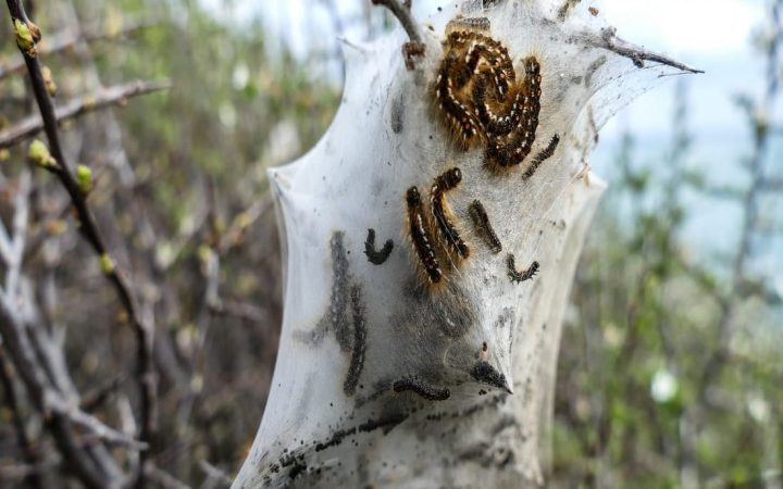 caterpillar-2251257_1920