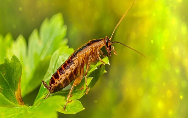 cockroach-5892580_1920